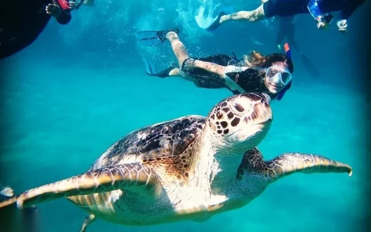 Abu Dabbab Zeeschildpadden-snorkeltocht