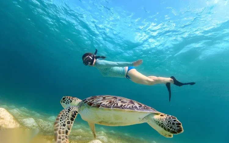Abu Dabbab Zeeschildpadden-snorkeltocht — view 2