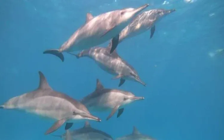 Excursion Dolphin House