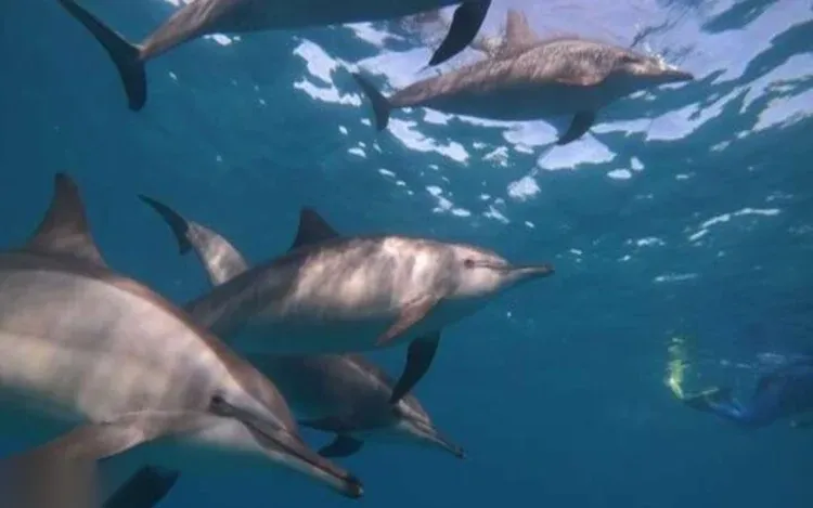 Excursion Dolphin House — view 2