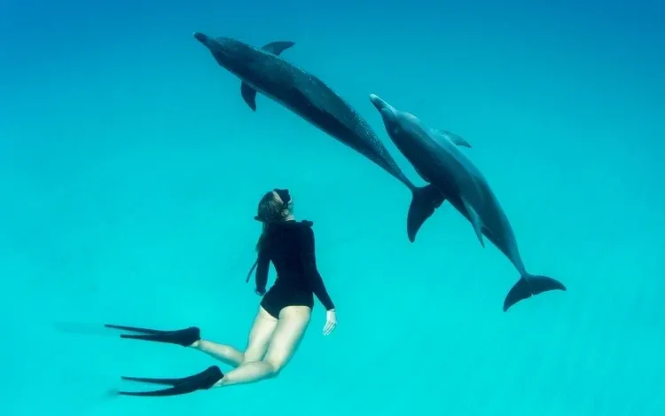 Dolphin Reef Snorkeling Tour — view 4