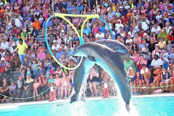 Családi Delfin Show — view 2