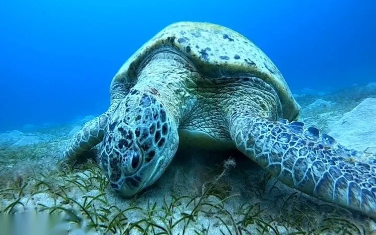 马尔萨穆巴拉克海龟浮潜半日游
