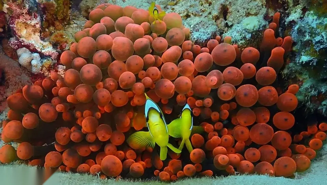 PADI Dive Master — view 3