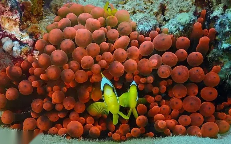 PADI Dive Master — view 5