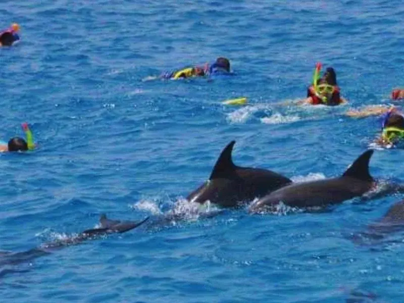 Nager avec les Dauphins