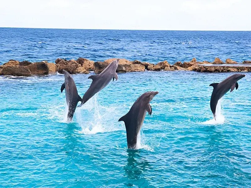 Nager avec les Dauphins — view 2