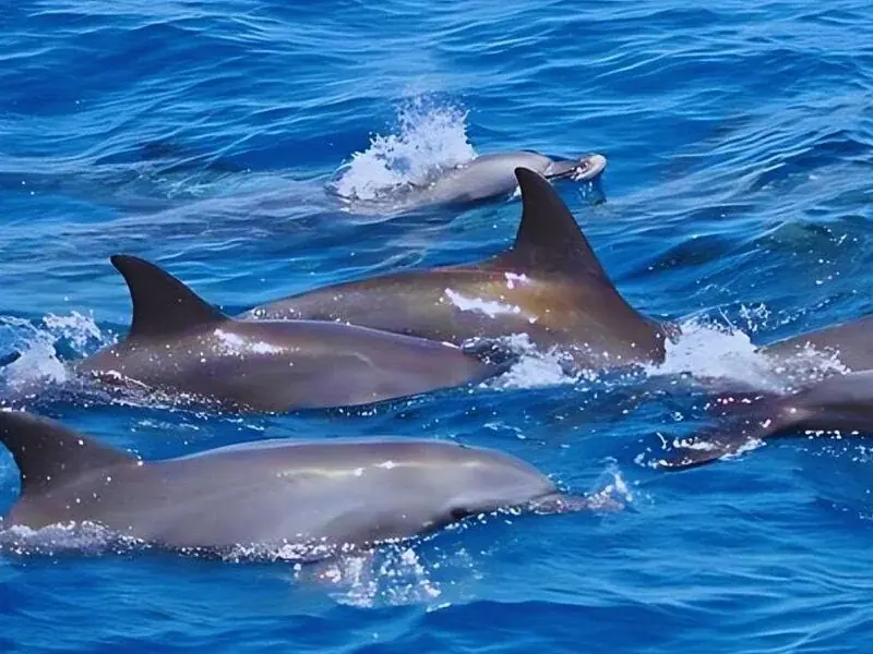 Nager avec les Dauphins — view 3
