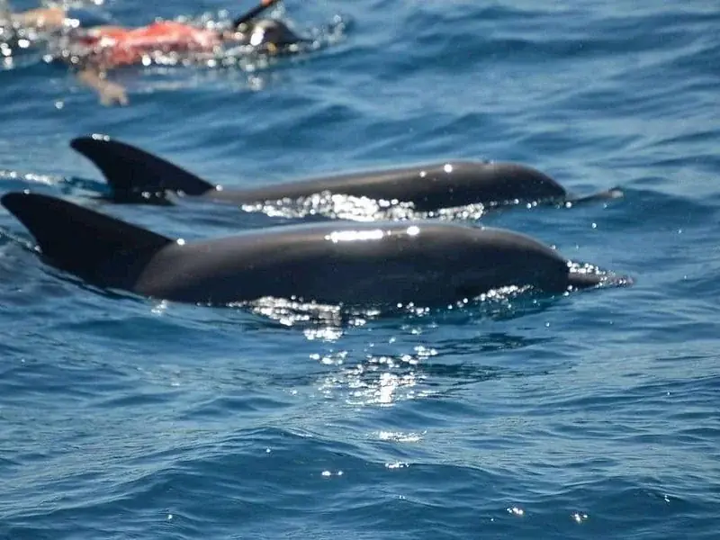 Nager avec les Dauphins — view 4