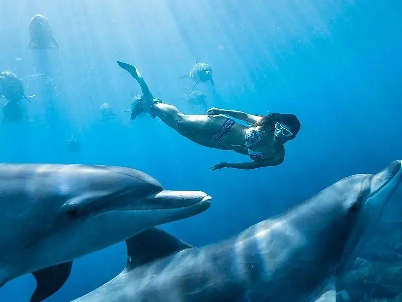 Nager avec les Dauphins — view 5